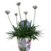 Agapanthus, In 17cm-pot