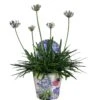 Agapanthus XL, In 24cm-pot -Coppelmans Verkoop agapanthus xl in 24cm pot 1000x1000 645385e05b20b l