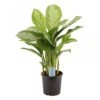 Aglaonema Silver Bay, In 17cm-pot 2 Aglaonema Silver Bay, In 17cm-pot -Coppelmans Verkoop aglaonema silver bay in 17cm pot 1610309946 l