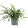 Agloamorpha Jim, In 27cm-pot -Coppelmans Verkoop agloamorpha jim in 27cm pot 600x425 61fce470e44c7 l