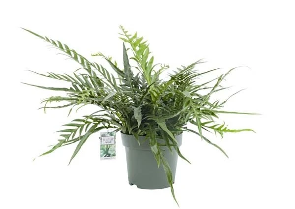 Agloamorpha Jim, In 27cm-pot 3 Agloamorpha Jim, In 27cm-pot