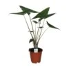 Alocasia Zebrina, In 19cm-pot 2 Alocasia Zebrina, In 19cm-pot -Coppelmans Verkoop alocasia zebrina in 19cm pot 1000x1000 63a46d40e012f l