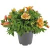 Alstroemeria, In 19cm-pot 1 Alstroemeria, In 19cm-pot -Coppelmans Verkoop alstroemeria in 19cm pot 1000x1000 625ecc05d4f2e l