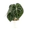 Anthurium Clarinervium, In 12cm-pot 2 Anthurium Clarinervium, In 12cm-pot -Coppelmans Verkoop anthurium clarinervium in 12cm pot 800x802 625fc8caa0739 l