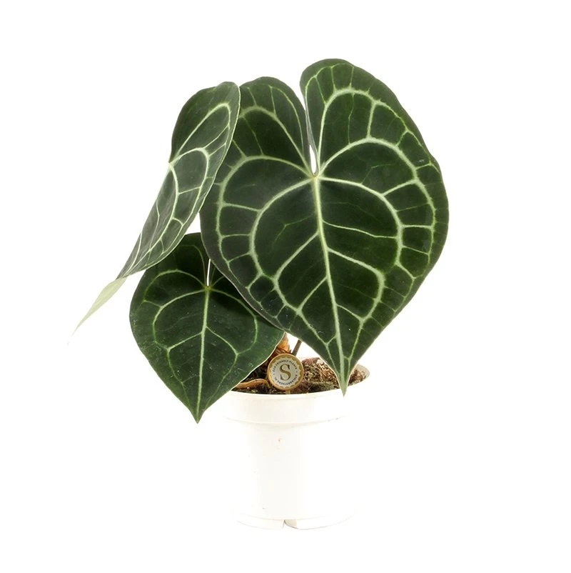 Anthurium Clarinervium, In 12cm-pot 3 Anthurium Clarinervium, In 12cm-pot