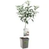 Appelboom (Malus Dom. Elstar Patio), In Pot -Coppelmans Verkoop appel malus dom elstar patio 1116x1116 623c76e1b09bb l