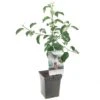 Appelboom (Malus Dom. Jonagold Patio), In Pot -Coppelmans Verkoop appel malus dom jonagold patio 1272x1272 623c76e329b03 l