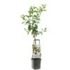 Appelboom Wonder Tree Delcorf -Coppelmans Verkoop appelboom wonder tree delcorf 1500x1500 624ecdbba8642 l