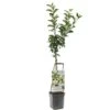 Appelboom Wonder Tree Elstar 1 Appelboom Wonder Tree Elstar -Coppelmans Verkoop appelboom wonder tree elstar 1500x1500 624ecd213249e l