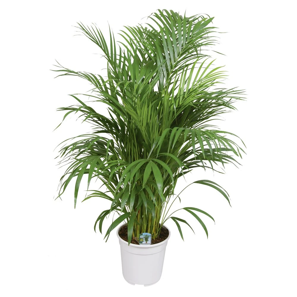 Areca Palm, In 24cm-pot 120cm Hoog 3 Areca Palm, In 24cm-pot 120cm Hoog