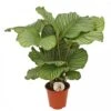Calathea 'Orbifolia', In 19cm-pot -Coppelmans Verkoop calathea orbifolia in 19cm pot 1536x1536 63b40b592e3d2 l