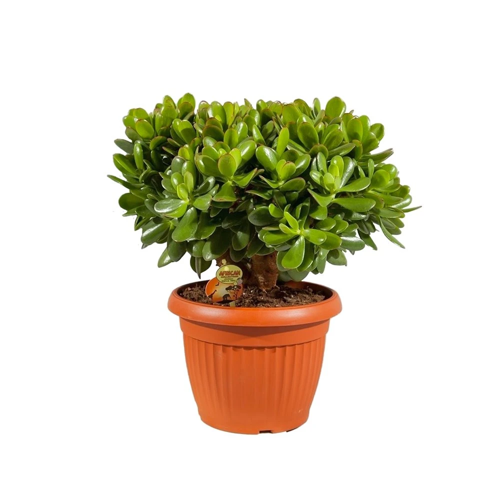 Crassula Magical Tree, In 25cm-pot 3 Crassula Magical Tree, In 25cm-pot