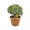 Crassula Undilatifolia, In 25cm-pot -Coppelmans Verkoop crassula undilatifolia in 25cm pot 1000x1000 63a476c70884b l