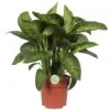 Dieffenbachia 'Reeva', In 24cm-pot 75cm Hoog -Coppelmans Verkoop dieffenbachia reeva 75cm hoog in 24cm pot 1610309952 l