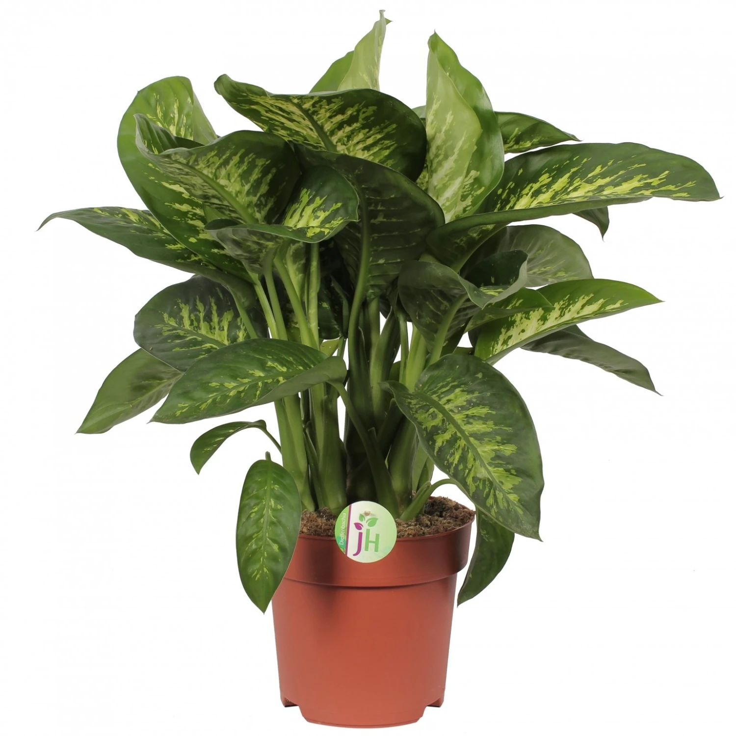 Dieffenbachia 'Reeva', In 24cm-pot 75cm Hoog 3 Dieffenbachia 'Reeva', In 24cm-pot 75cm Hoog