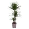 Dracaena Marginata, In 24cm-pot 130cm Hoog -Coppelmans Verkoop dracaena marginata 130cm hoog in 24cm pot 1612370336 l