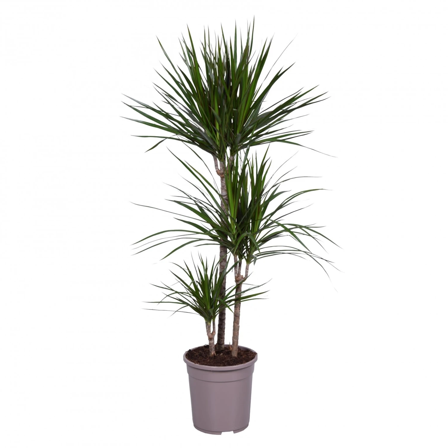 Dracaena Marginata, In 24cm-pot 130cm Hoog 3 Dracaena Marginata, In 24cm-pot 130cm Hoog