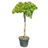 Druivenboom, In 45 Liter-pot -Coppelmans Verkoop druivenboom in 45 liter pot 1000x1000 625410af02b97 l