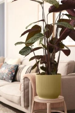 Elho Bloempot Vibes Fold Rond 30cm Geel -Coppelmans Verkoop elho bloempot vibes fold rond 30cm geel 534x800 620e3ce0431f4 l