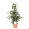 Ficus Benjamina Daniëlle, In 27cm-pot 140cm Hoog -Coppelmans Verkoop ficus benjamina danielle 140cm hoog in 27cm pot 1610309993 l