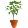 Ficus Carica 150-170 Hoog, In 27cm-pot -Coppelmans Verkoop ficus carica 150 170 hoog in 27cm pot 1000x1000 625410af61732 l