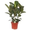 Ficus Elastica 'Robusta', In 27cm-pot 85cm Hoog 2 Ficus Elastica 'Robusta', In 27cm-pot 85cm Hoog -Coppelmans Verkoop ficus elastica robusta 85cm hoog in 27cm pot 1610309961 l