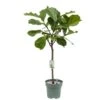 Ficus Lyrata, In 27cm-pot 1 Ficus Lyrata, In 27cm-pot -Coppelmans Verkoop ficus lyrata in 27cm pot 600x491 61fce46fe2852 l