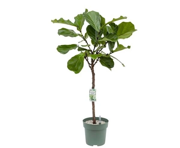 Ficus Lyrata, In 27cm-pot 3 Ficus Lyrata, In 27cm-pot