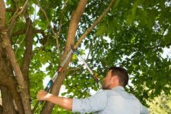 GARDENA Takkenschaar TeleCut Long 650-900 B 8 GARDENA Takkenschaar TeleCut Long 650-900 B -Coppelmans Verkoop gardena telecut long 650 900b 1500x1001 640af7f15744f l