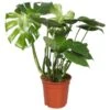 Gatenplant (Monstera Deliciosa), In 21cm-pot -Coppelmans Verkoop gatenplant monstera deliciosa in 21cm pot 1610309993 l