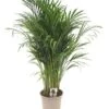 Goudpalm (Dypsis Lutescens), In 24cm-pot 120cm Hoog -Coppelmans Verkoop goudpalm dypsis lutescens 120cm hoog 1610479205 l