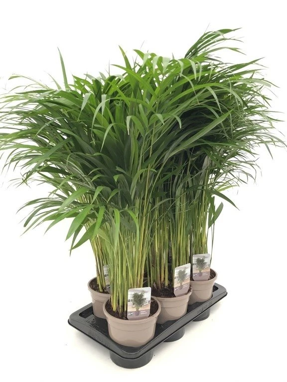 Goudpalm (Dypsis Lutescens), In 17cm-pot 85cm Hoog 3 Goudpalm (Dypsis Lutescens), In 17cm-pot 85cm Hoog