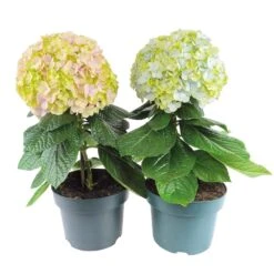 Hortensia Avantgarde, In 23cm-pot