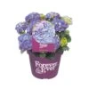 Hortensia Forever&Ever, In 23cm-pot -Coppelmans Verkoop hortensia forever ever in 23cm pot 1000x1000 6427f57c35193 l