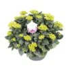 Hortensia XXL, In 29cm-schaal -Coppelmans Verkoop hortensia xxl in 29cm schaal 1000x1000 6427f57ac84b6 l