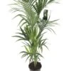 Kentiapalm, In 24cm-pot 120cm Hoog -Coppelmans Verkoop kentiapalm 120cm hoog in 24cm pot 1611650031 l