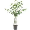 Kersenboom Wonder Tree Lapins -Coppelmans Verkoop kersenboom wonder tree lapins 1500x1500 624ecce6343ee l