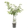 Kersenboom Wonder Tree Sunburst -Coppelmans Verkoop kersenboom wonder tree sunburst 1500x1500 624eceb9e9e58 l