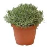 Lavendel, In 25cm-pot -Coppelmans Verkoop lavendel in 25cm pot 800x800 6227356176881 l