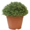 Lavendel, In 35cm-pot 1 Lavendel, In 35cm-pot -Coppelmans Verkoop lavendel in 35cm pot 800x800 622735622b68f l