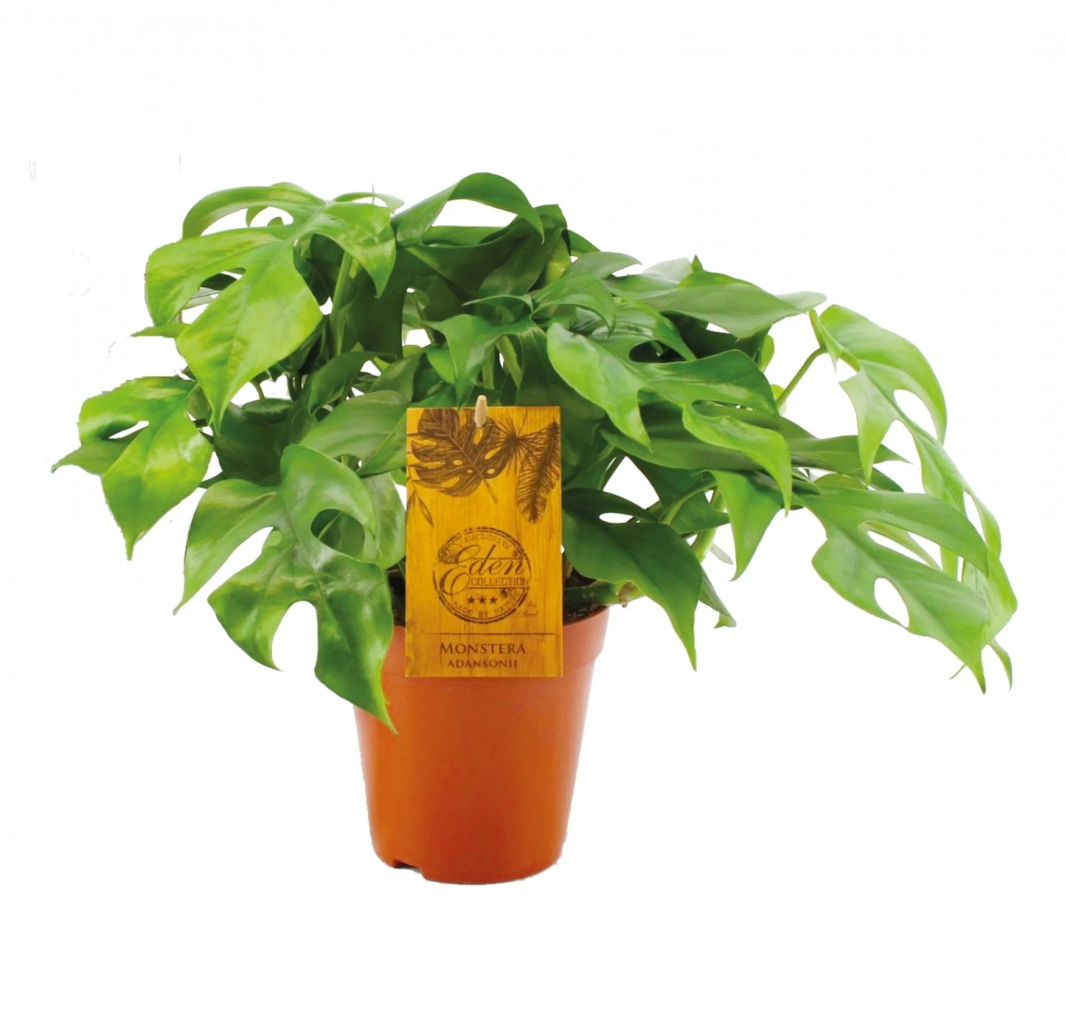 Monstera Minima, In 15cm-pot 3 Monstera Minima, In 15cm-pot