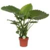 Olifantsoor (Alocasia 'California'), In 21cm Pot 85cm Hoog 2 Olifantsoor (Alocasia 'California'), In 21cm Pot 85cm Hoog -Coppelmans Verkoop olifantsoor alocasia california 85cm hoog in 21cm pot 1610309959 l