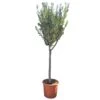 Olijfboom 160cm, In 27cm-pot -Coppelmans Verkoop olijfboom 160cm in 27cm pot 1000x1000 62568eabda9e9 l