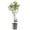 Perenboom (Pyrus Comm. Bonne Louise Patio), In Pot 2 Perenboom (Pyrus Comm. Bonne Louise Patio), In Pot -Coppelmans Verkoop peer pyrus comm bonne louise patio 1324x1324 623c76eac65d6 l