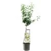 Perenboom Wonder Tree Doyenné Du Comice -Coppelmans Verkoop perenboom wonder tree doyenne du comice 1500x1500 624ecc33ed183 l