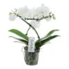 Phalaenopsis Balletto Wing 2 Tak, Minimaal 16 Bloemen -Coppelmans Verkoop phalaenopsis balletto wing 2 tak minimaal 16 bloemen 1615997131 l