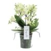 Phalaenopsis Boquetto Sensation 3 Tak, Minimaal 30 Bloem 1 Phalaenopsis Boquetto Sensation 3 Tak, Minimaal 30 Bloem -Coppelmans Verkoop phalaenopsis boquetto sensation 3 tak minimaal 30 bloem 1616056692 l