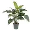 Philodendron Green Beauty, In 27cm-pot 1 Philodendron Green Beauty, In 27cm-pot -Coppelmans Verkoop philodendron green beauty in 27cm pot 600x527 61fce46e75018 l