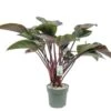 Philodendron Red Beauty, In 27cm-pot 1 Philodendron Red Beauty, In 27cm-pot -Coppelmans Verkoop philodendron red beauty in 27cm pot 600x495 61fce46e047d5 l