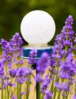 Pinnups Solarlampje 13 X Ø 5cm -Coppelmans Verkoop pinnups solarlampje 13 x 5cm 567x737 626140f6a8e33 l